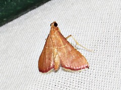 Endotricha erythralis