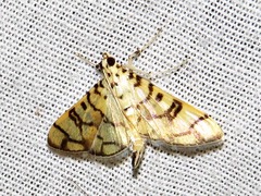 Pardomima