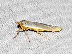 Sozusa scutellata