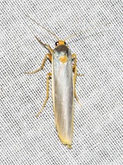 Sozusa scutellata