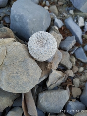 Epithelantha ilariae