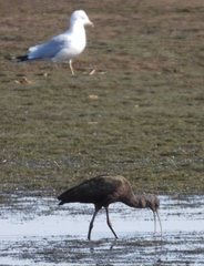 Plegadis falcinellus