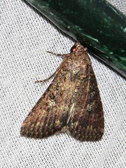 Condica capensis