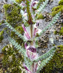 Pedicularis clarkei