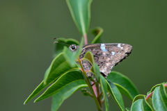 Codatractus arizonensis