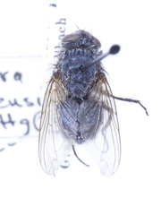 Calliphora coloradensis