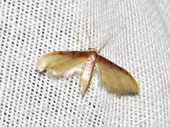 Idaea umbricosta