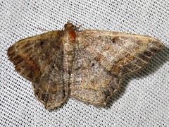 Chiasmia confuscata
