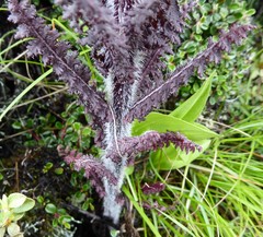 Pedicularis clarkei