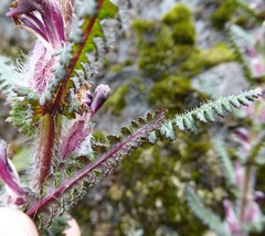 Pedicularis clarkei