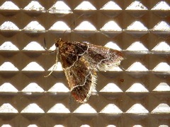 Pyralis albilautalis