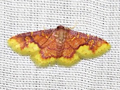 Syngatha latiflavaria