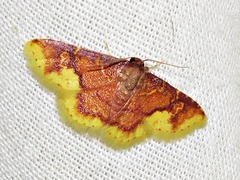Syngatha latiflavaria