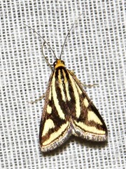 Loxostege venustalis