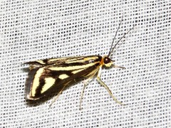 Loxostege venustalis