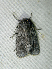 Sympistis dentata