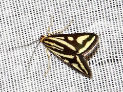 Loxostege venustalis