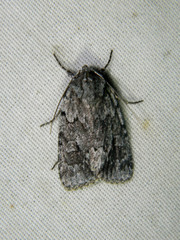Sympistis dentata