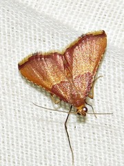 Endotricha erythralis