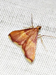 Endotricha erythralis