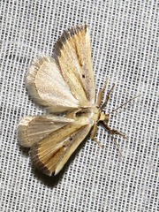 Eublemma foedosa