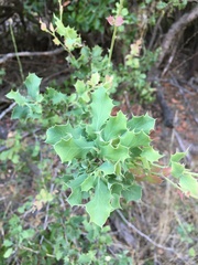 Berberis actinacantha