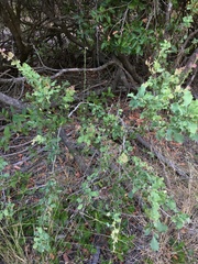 Berberis actinacantha