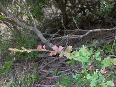 Berberis actinacantha