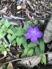 Ruellia squarrosa