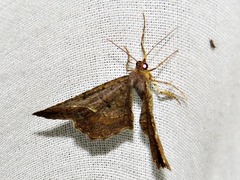 Chiasmia confuscata
