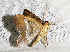 Chiasmia confuscata