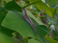 Anolis planiceps