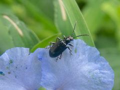 Neolema dorsalis orbignyi