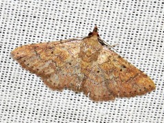 Cerynea thermesialis