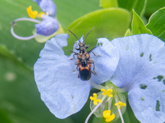 Neolema dorsalis orbignyi