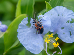 Neolema dorsalis orbignyi