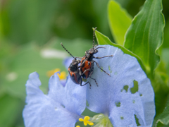 Neolema dorsalis orbignyi