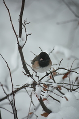 Junco hyemalis montanus