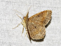 Chiasmia confuscata