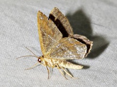 Chiasmia confuscata