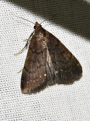 Nodaria nodosalis