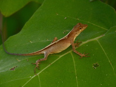 Anolis planiceps