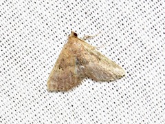 Cerynea thermesialis