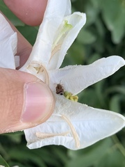 Gibbobruchus speculifer