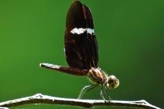 Zenithoptera fasciata