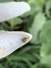 Gibbobruchus speculifer