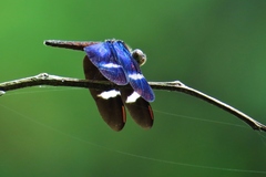 Zenithoptera fasciata