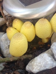 Leucocoprinus birnbaumii