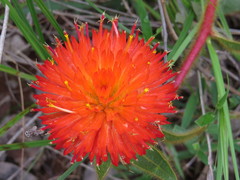 Gomphrena arborescens