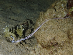 Baseodiscus hemprichii